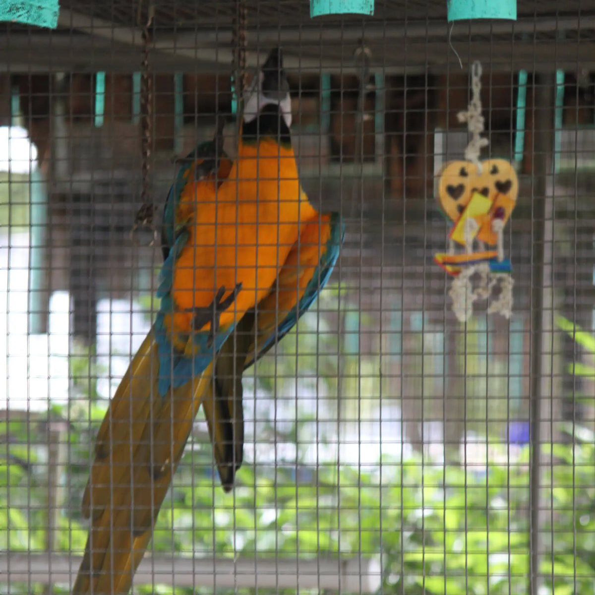 Large Cardboard Heart Bird Toy