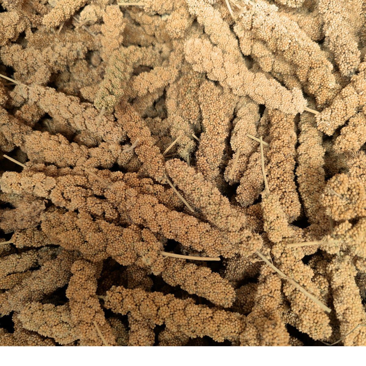 Millet Spray