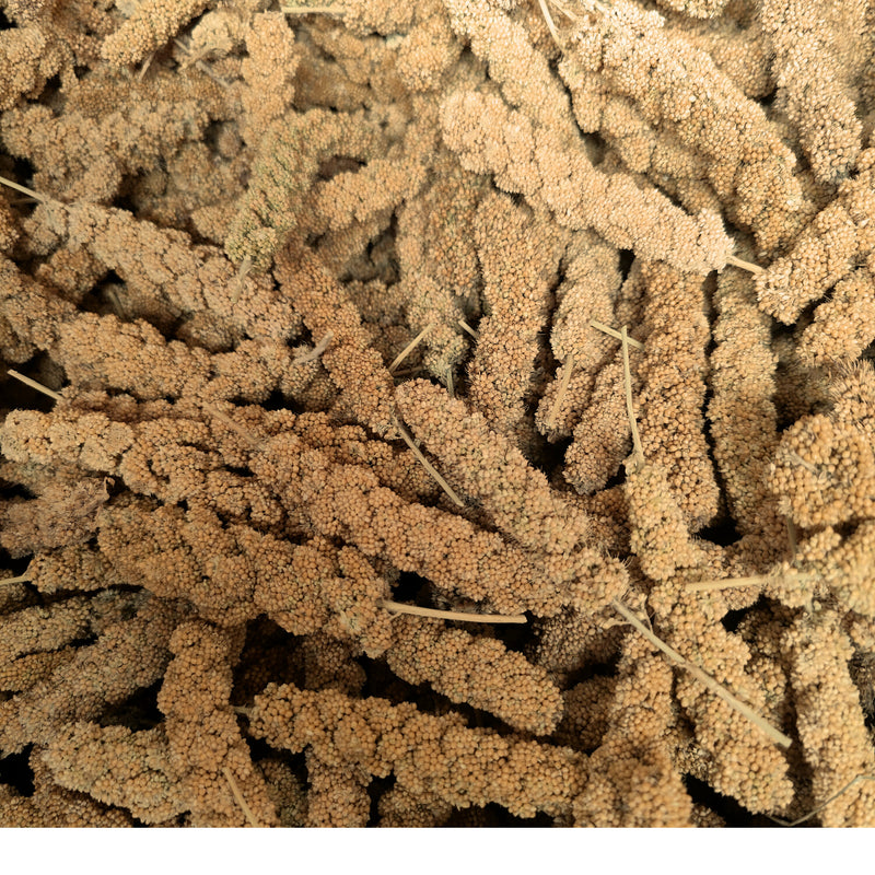 Millet Spray