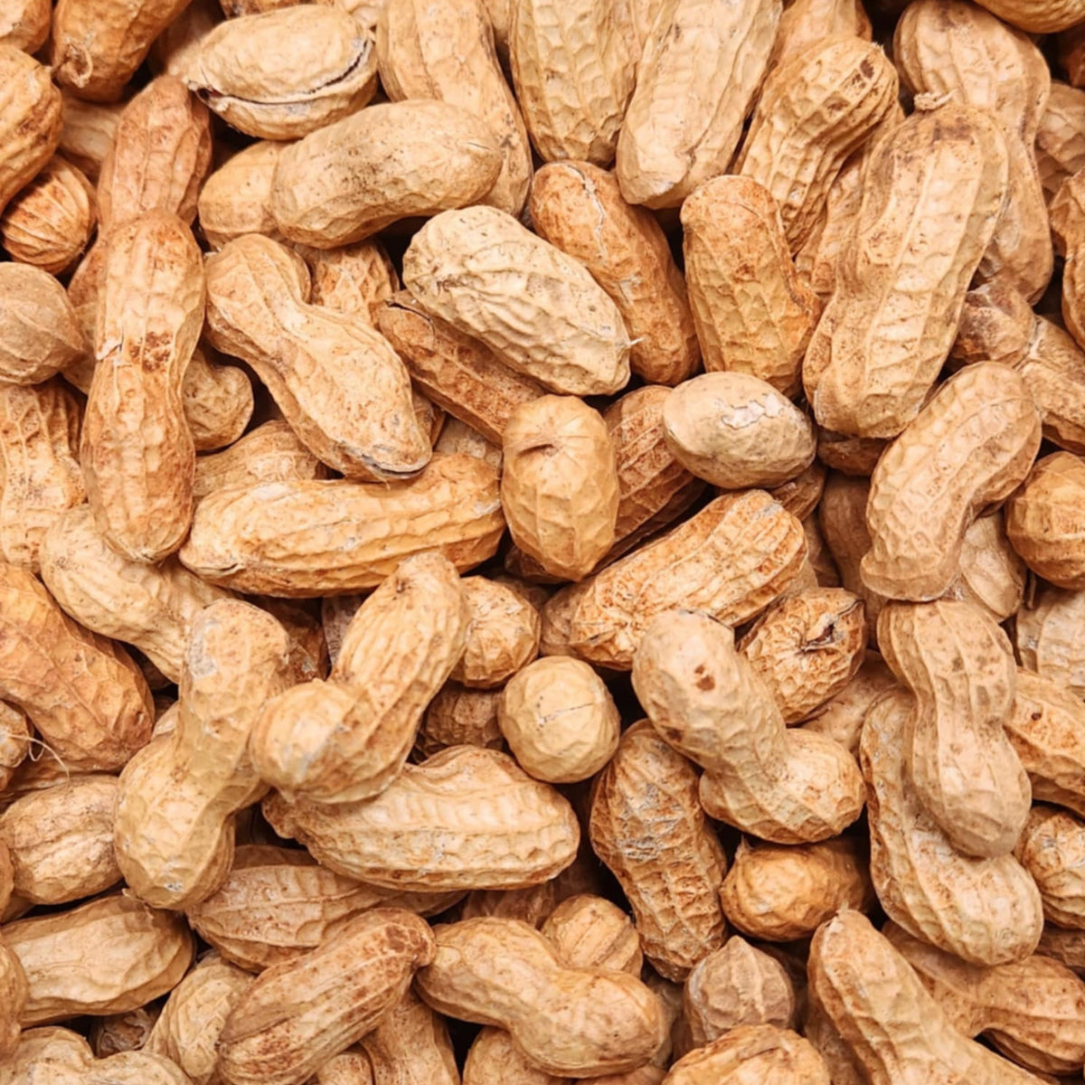 Peanuts in Shell